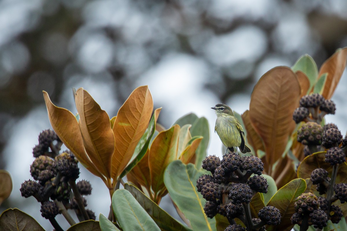 bergtyrannulett - ML644814583