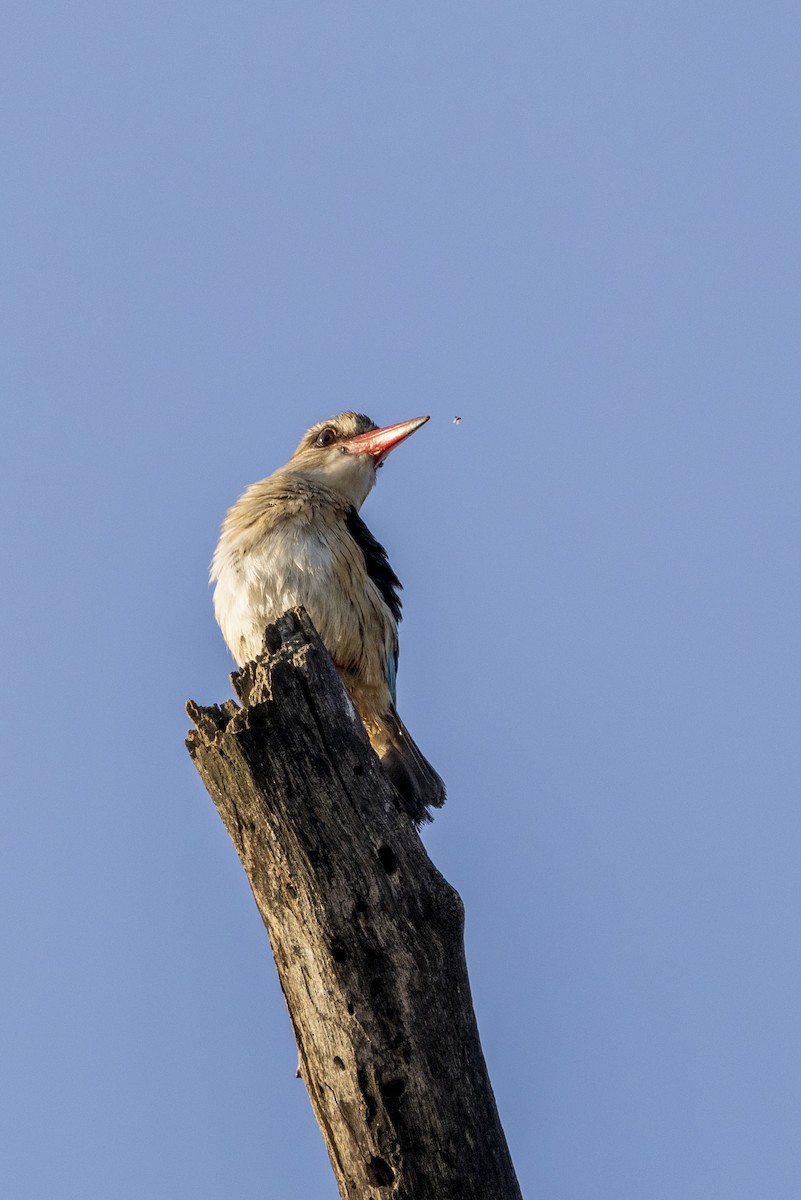 Brown-hooded Kingfisher - ML644814590