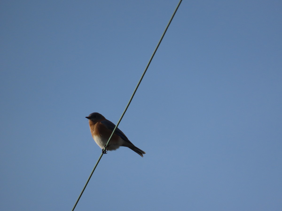 Doğulu Mavi Ardıç - ML644814592