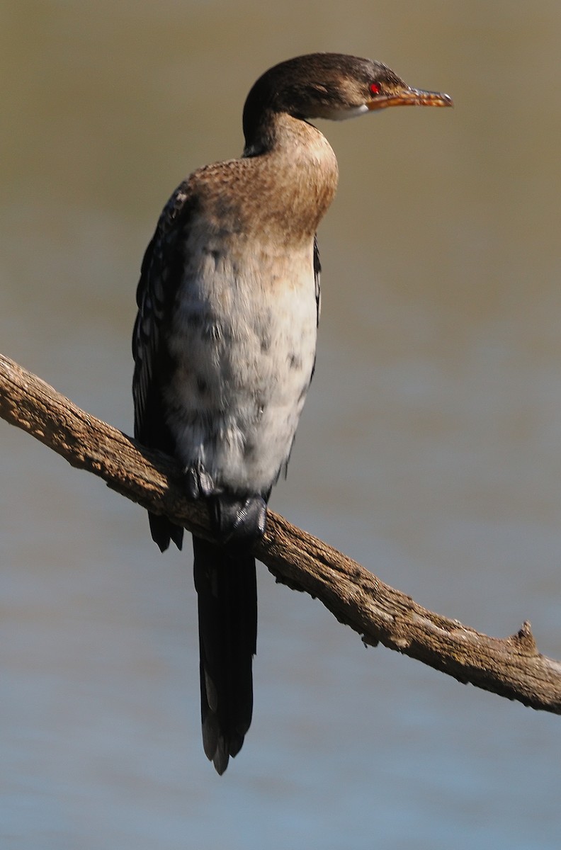 langstjertskarv - ML644814613