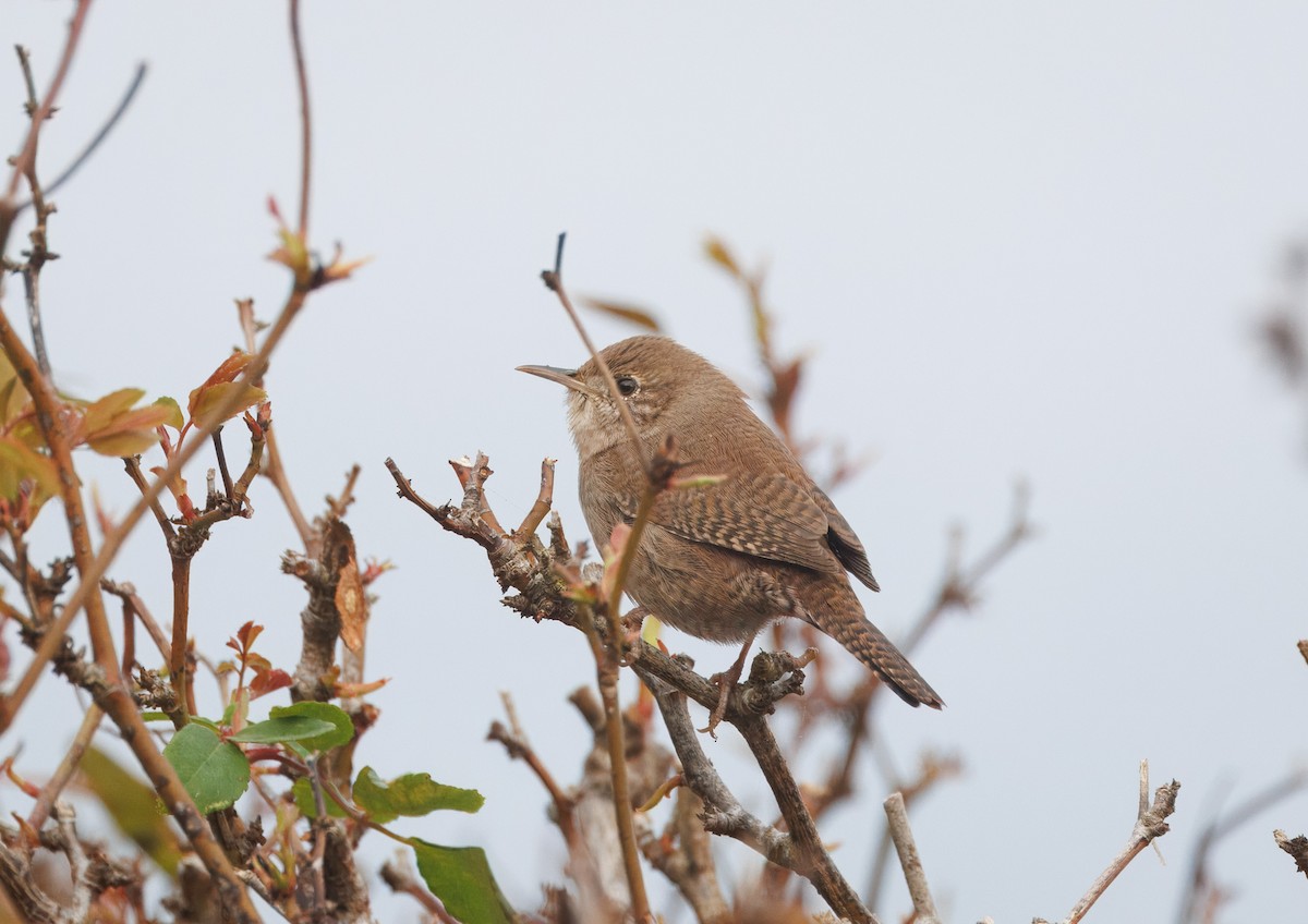Northern House Wren - ML644814615