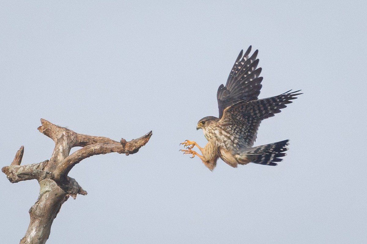 Merlin - John Callender