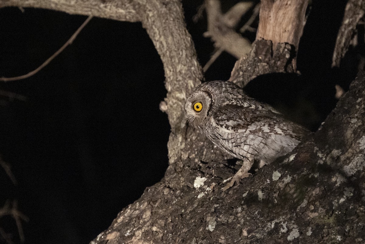 African Scops-Owl (African) - ML644814685