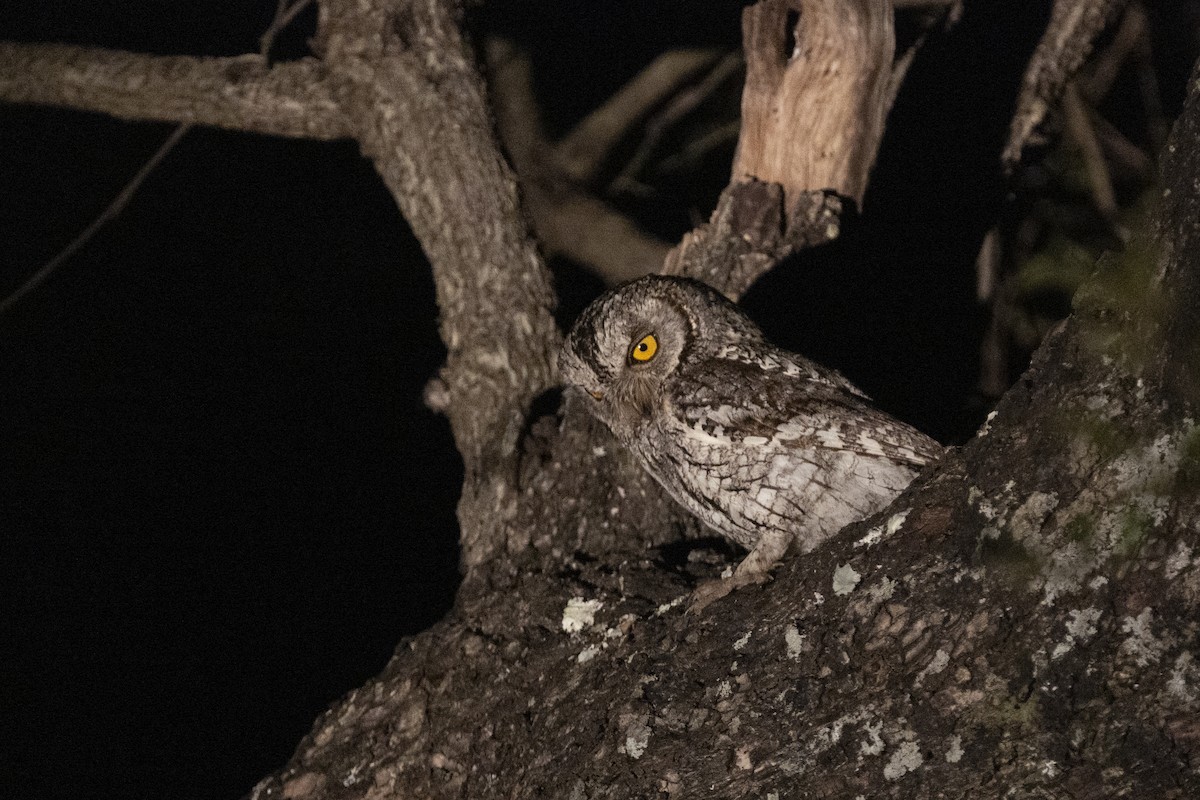 African Scops-Owl (African) - ML644814686