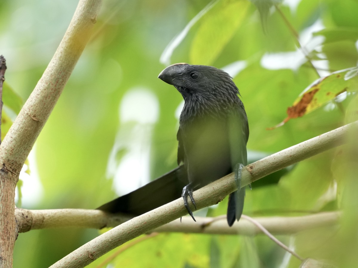 Smooth-billed Ani - ML644814689