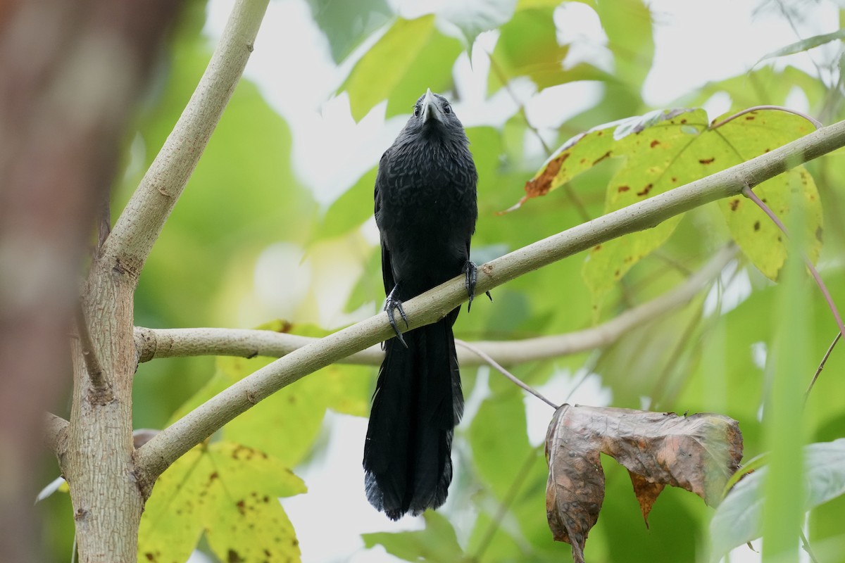 Smooth-billed Ani - ML644814690