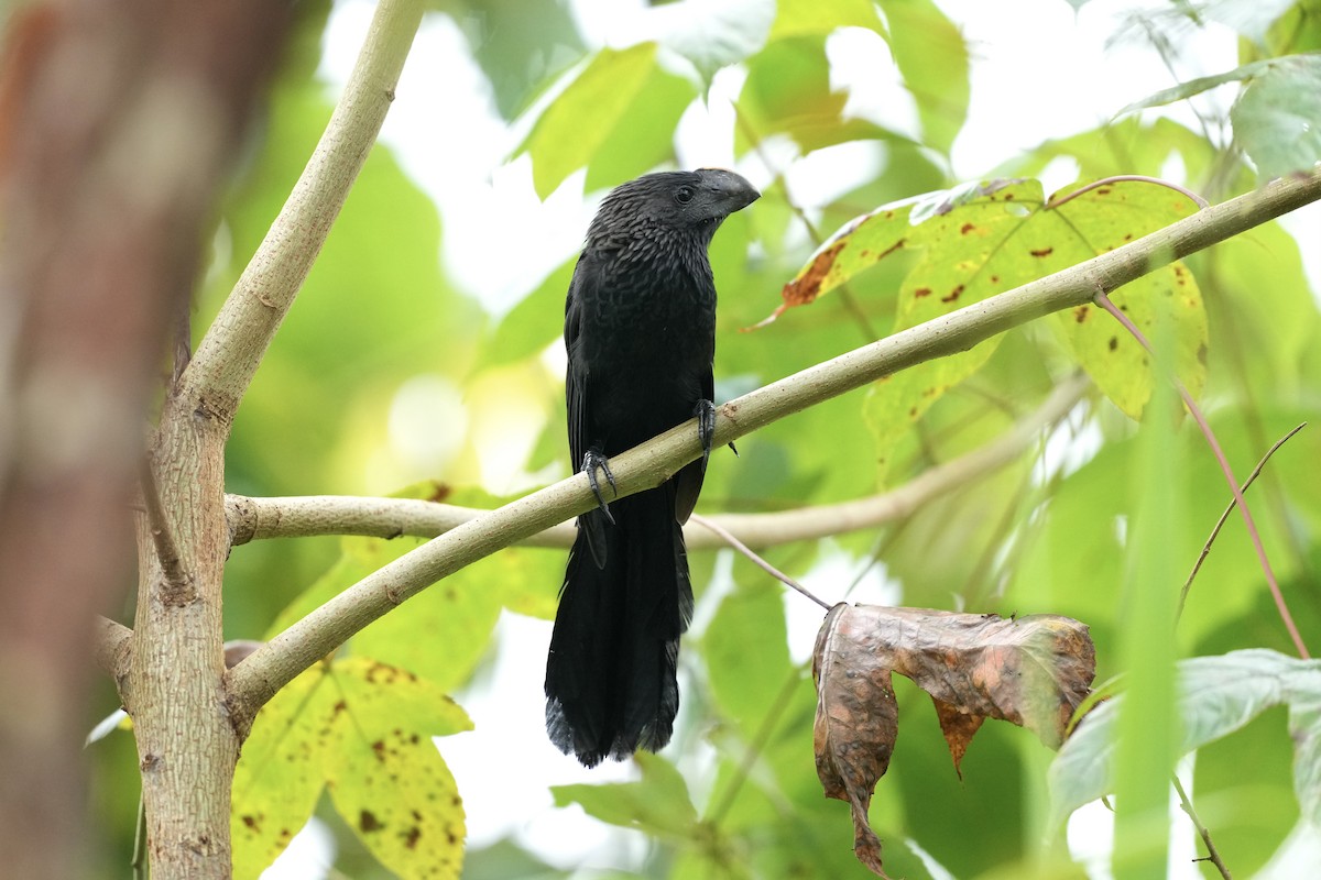 Smooth-billed Ani - ML644814691