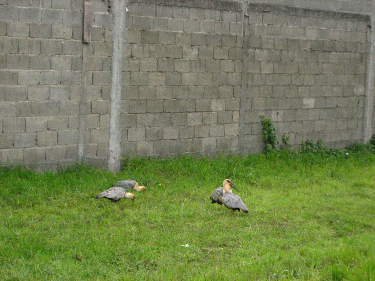 Black-faced Ibis - ML644814722