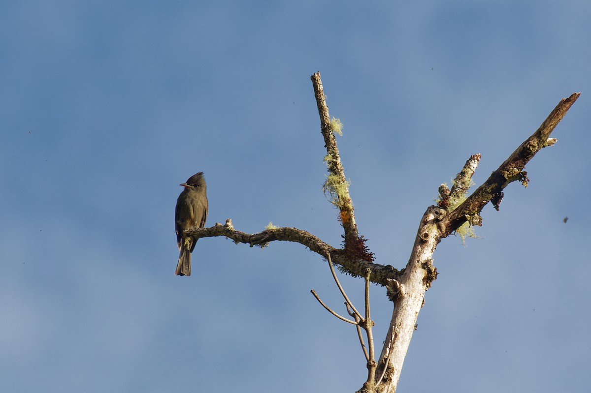 Dark Pewee - ML644814725