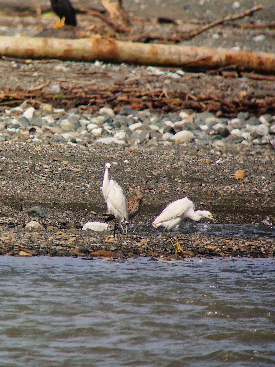 Snowy Egret - ML644814730