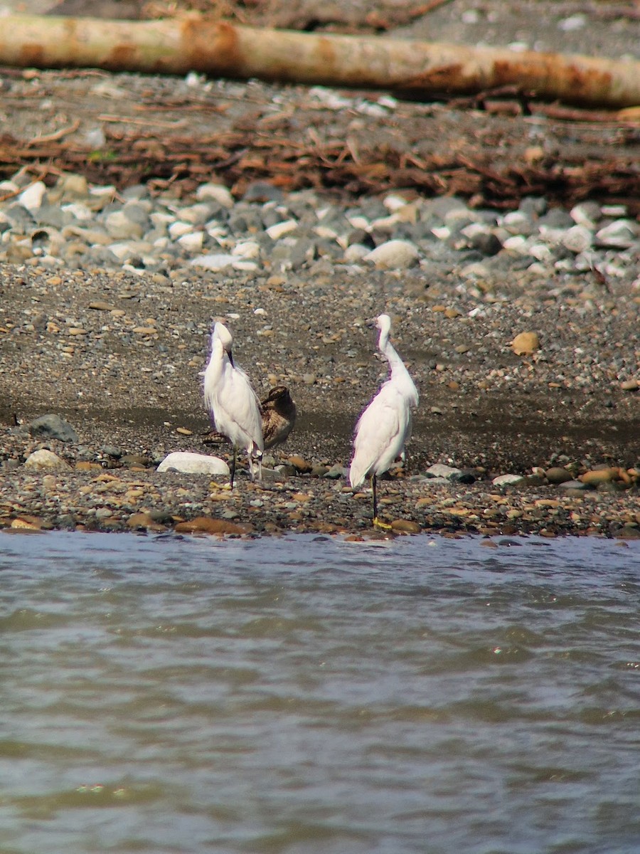 Snowy Egret - ML644814731