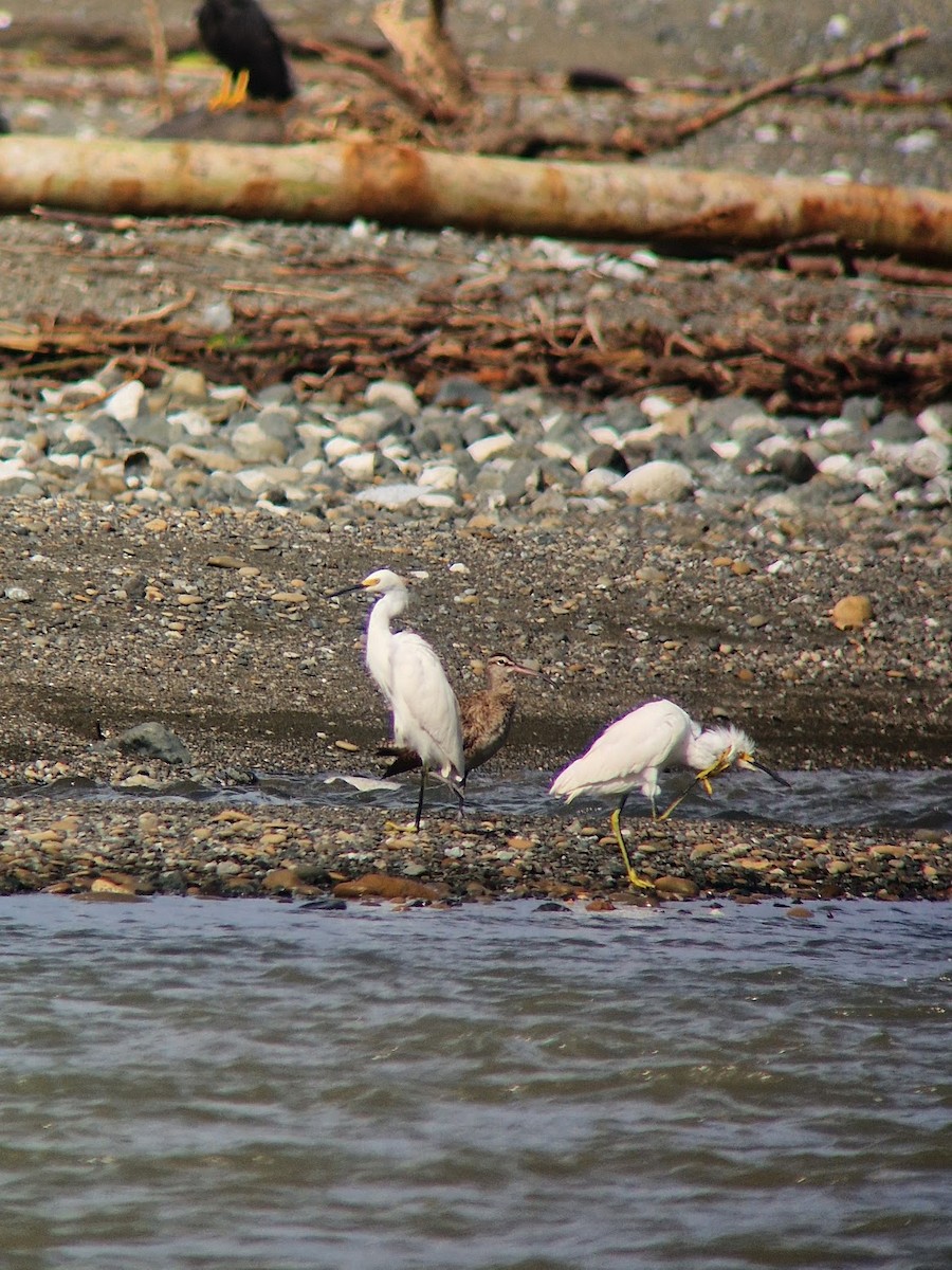 Snowy Egret - ML644814732