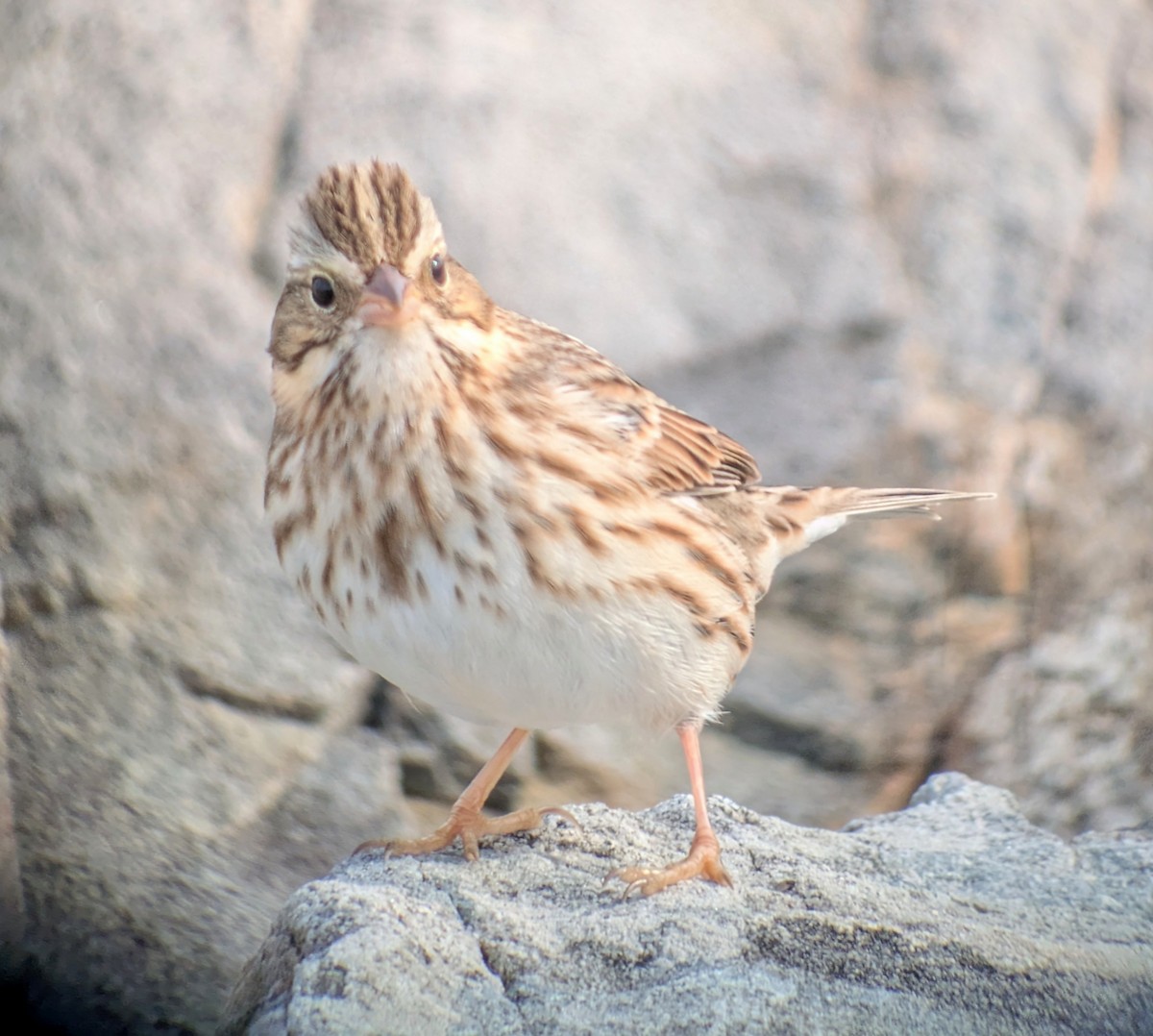Savannah Sparrow (Ipswich) - ML644814734