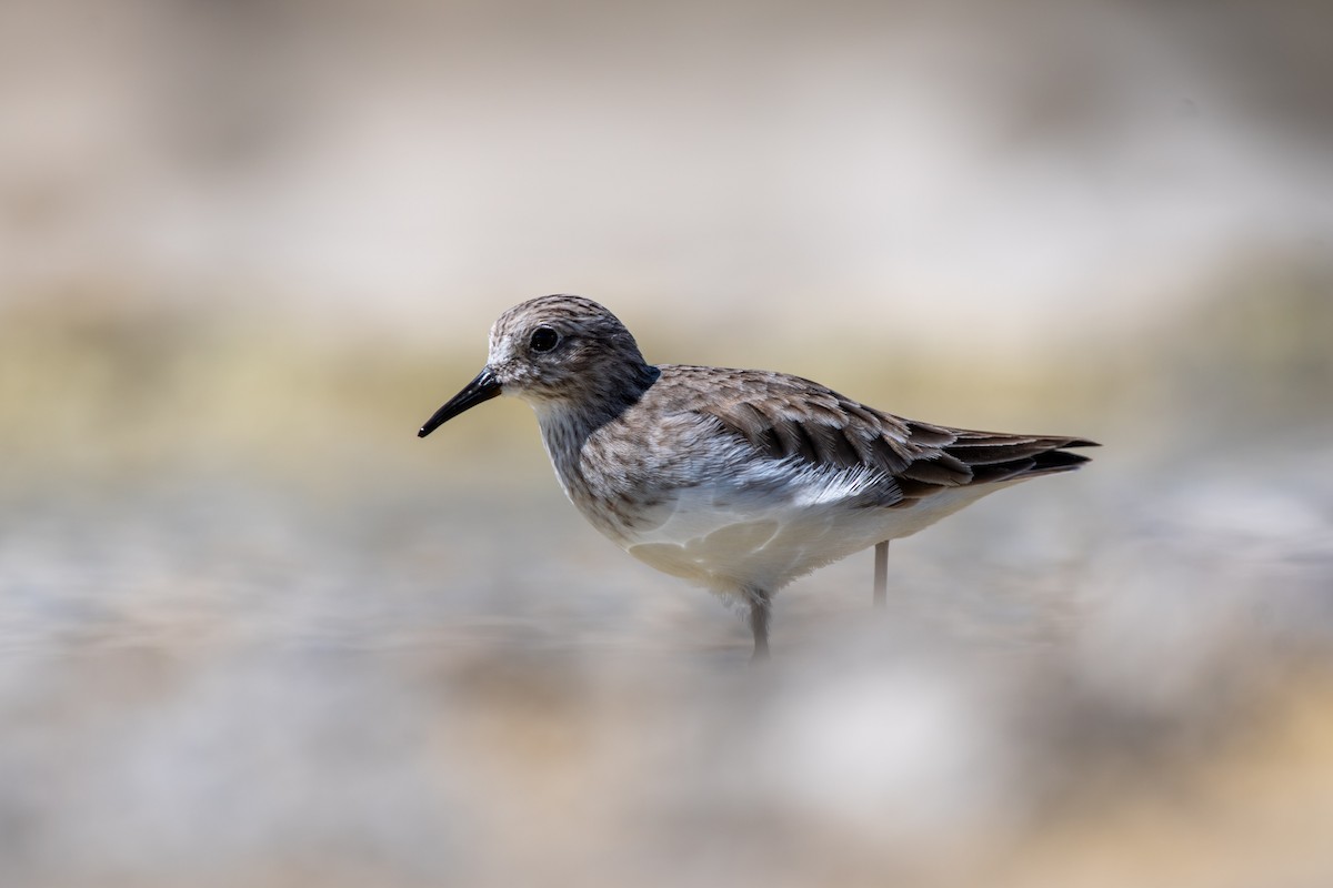 Least Sandpiper - ML644814735
