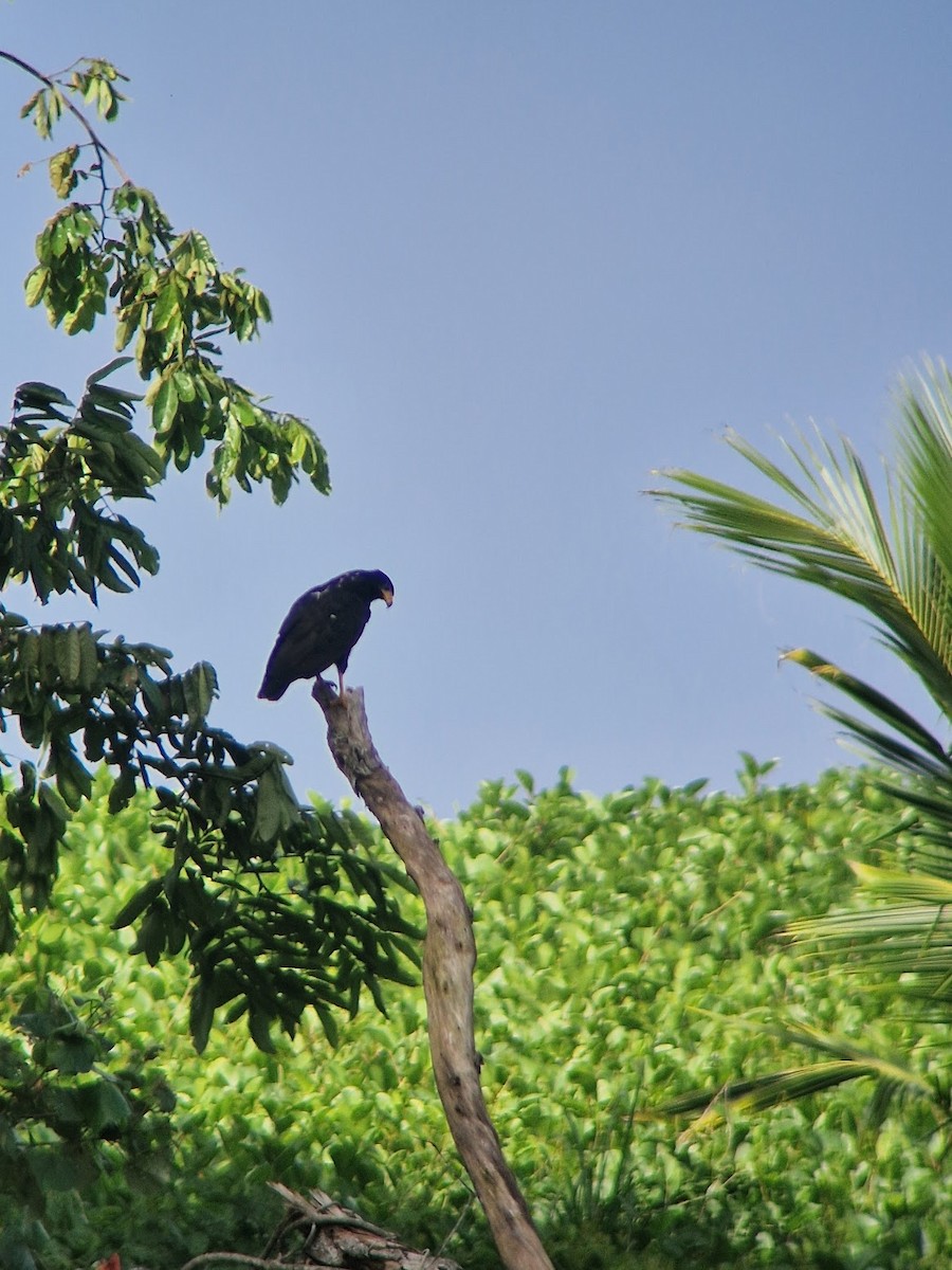 Common Black Hawk - ML644814737