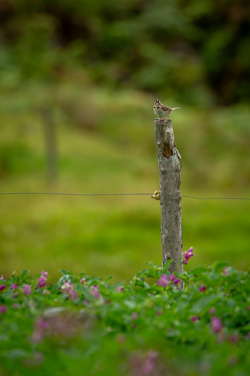 Morgenammer - ML644814741