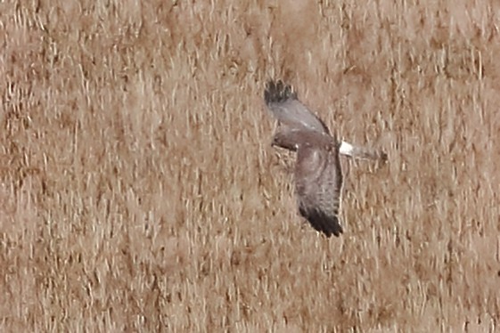 Amerika Delicesi - ML644814743