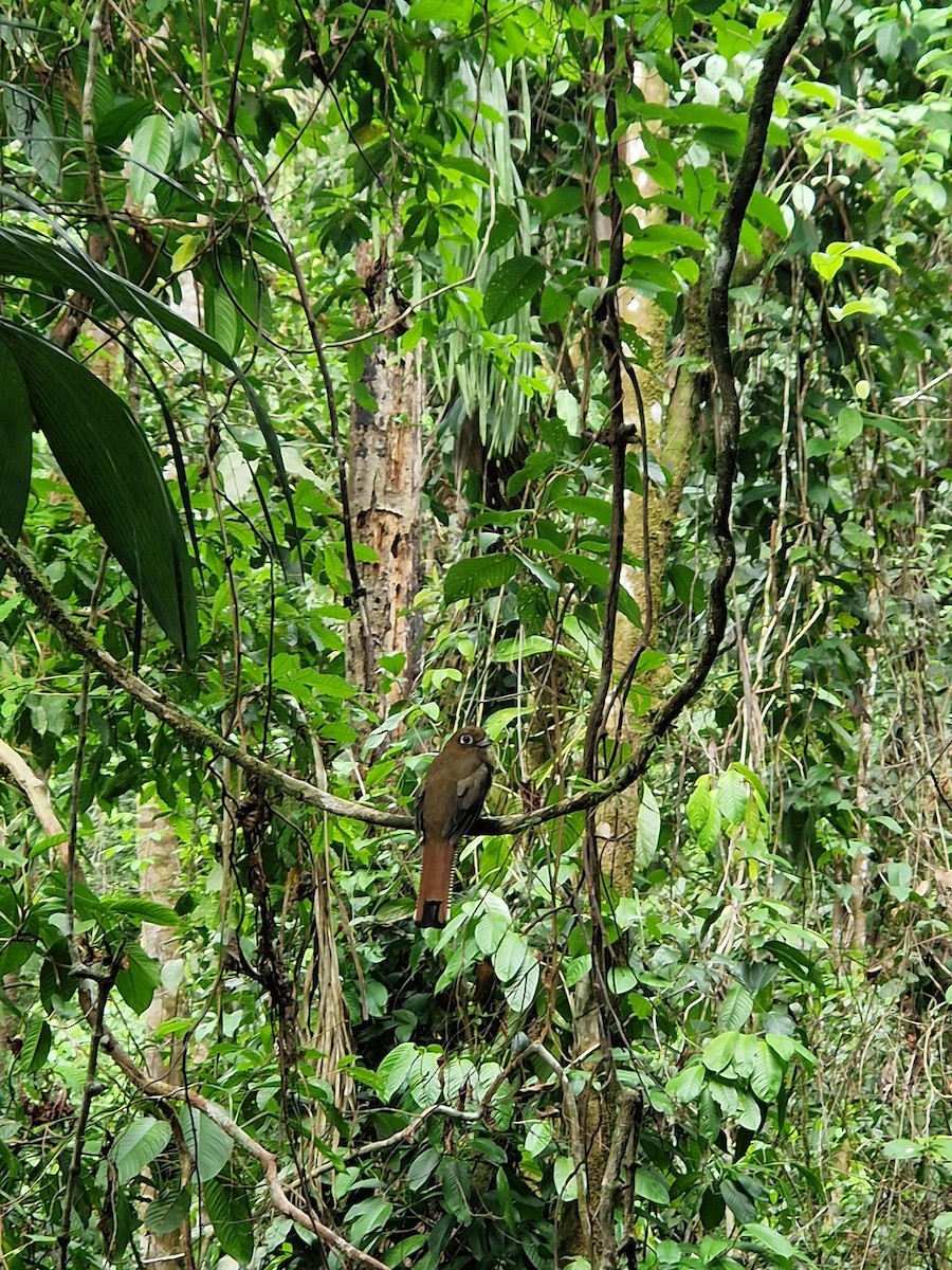 Slaty-tailed Trogon - ML644814747
