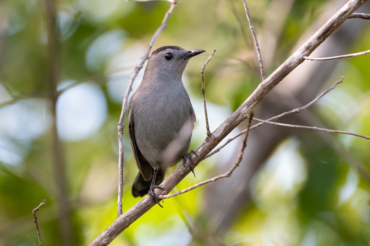Gray Catbird - ML644814757