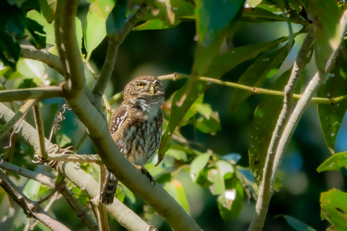 kulíšek brazilský - ML644814764