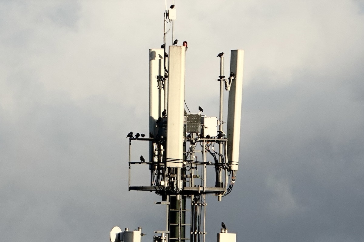 Étourneau unicolore - ML644814772