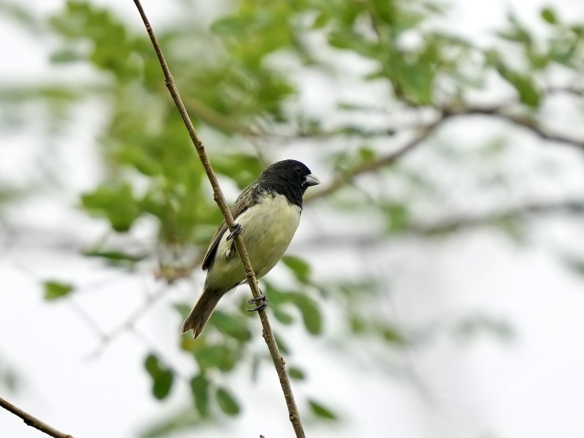 Yellow-bellied Seedeater - ML644814778