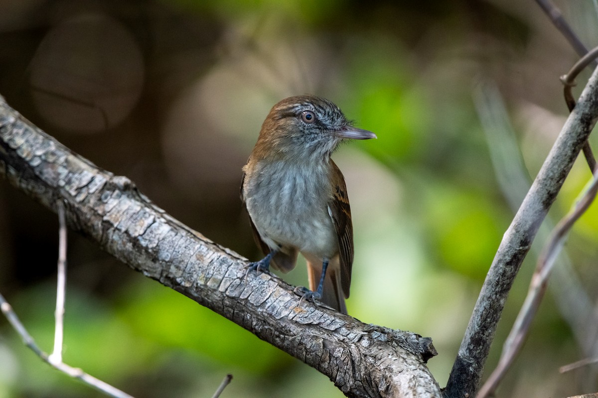 Bright-rumped Attila - ML644814781