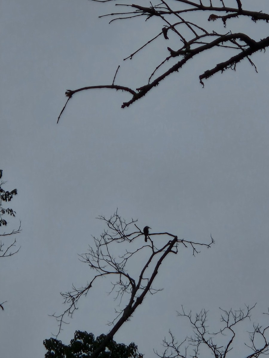 Yellow-throated Toucan - ML644814782