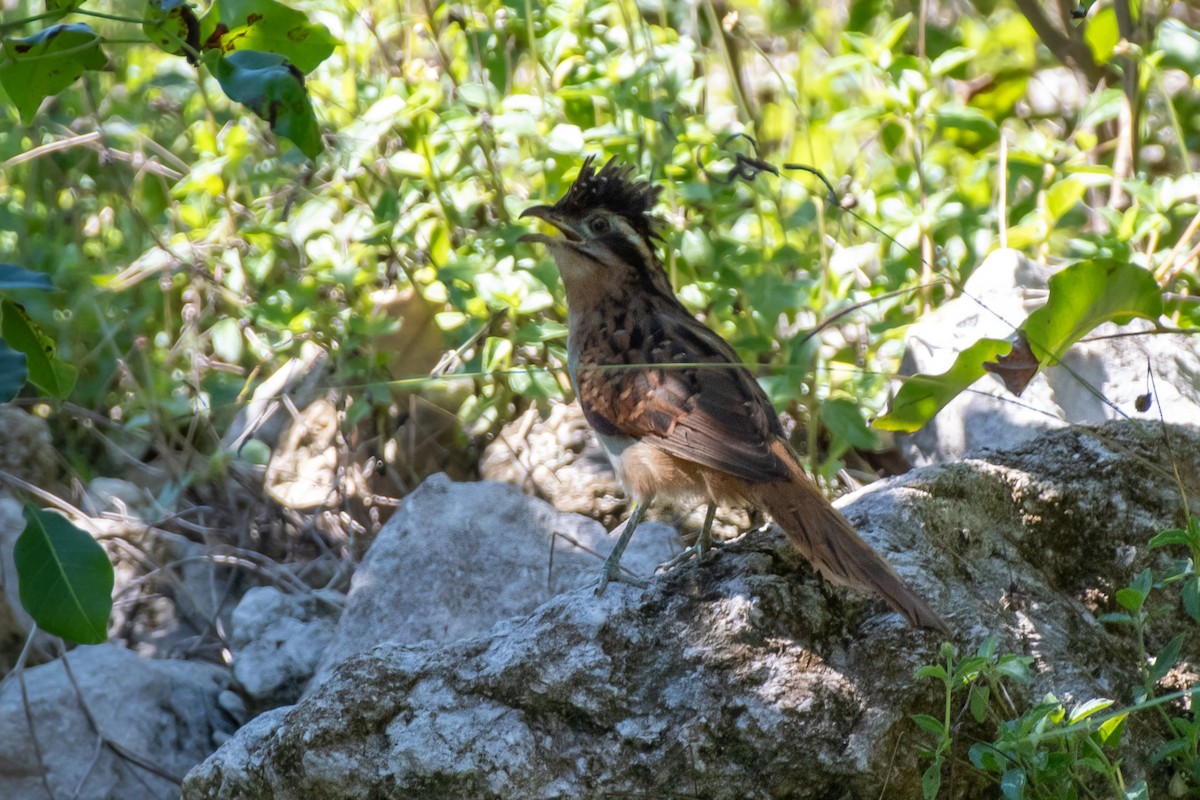 Striped Cuckoo - ML644814785