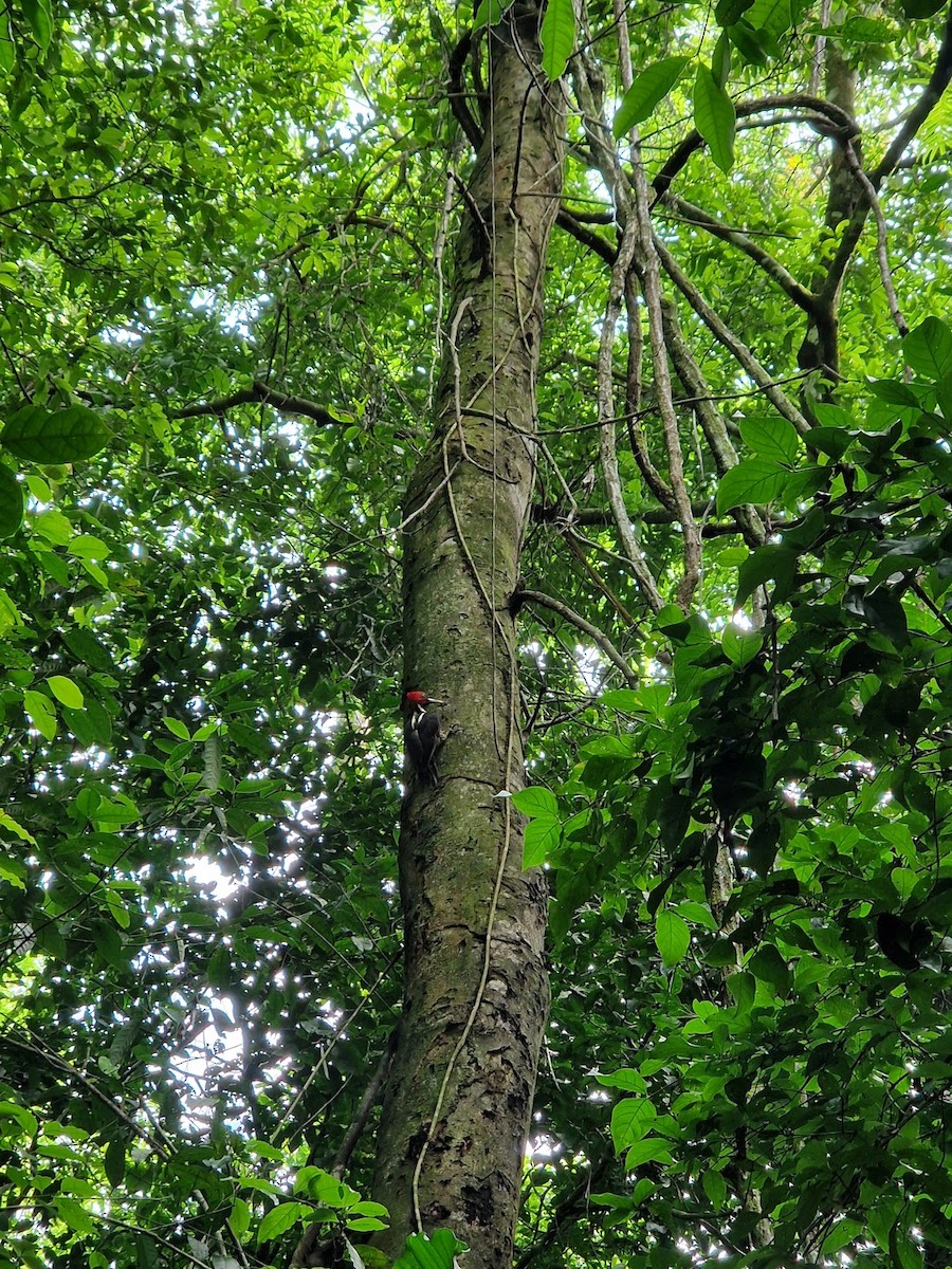 Pale-billed Woodpecker - ML644814787