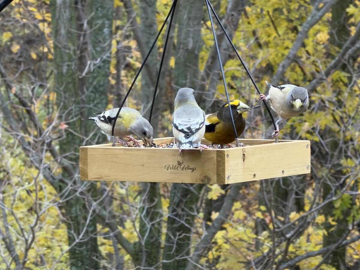 Evening Grosbeak - ML644814788