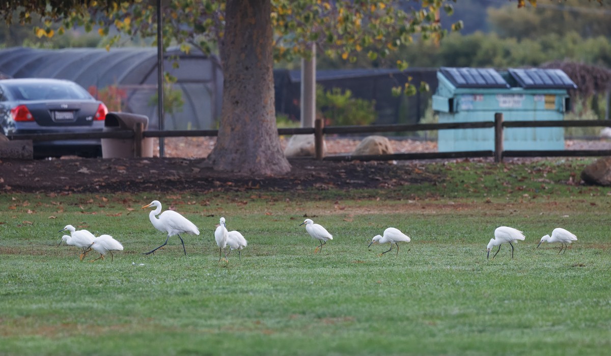 Koartza zuria - ML644814789