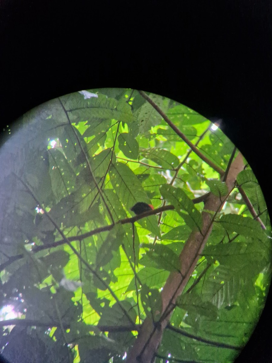 Red-capped Manakin - ML644814790