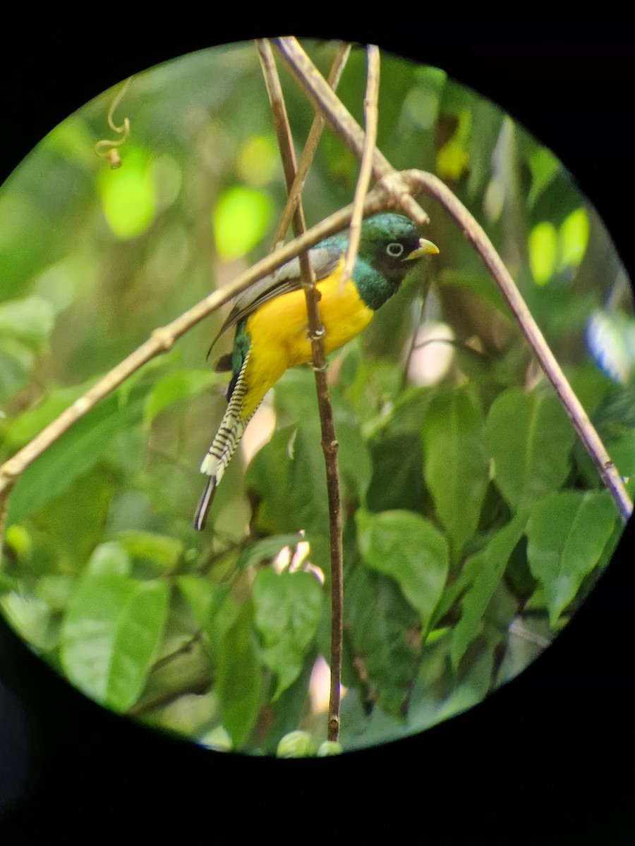 Graceful Black-throated Trogon - ML644814791