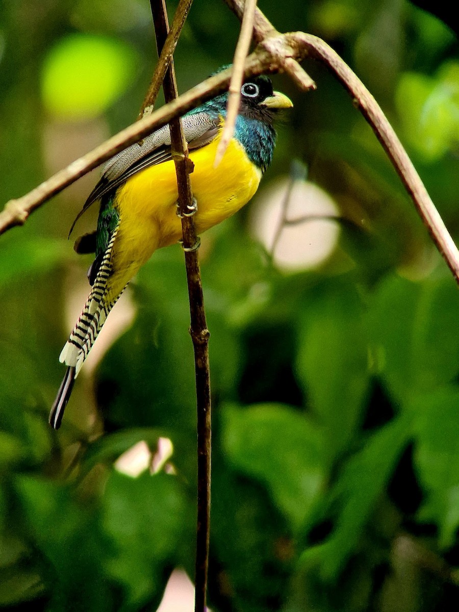 Graceful Black-throated Trogon - ML644814796