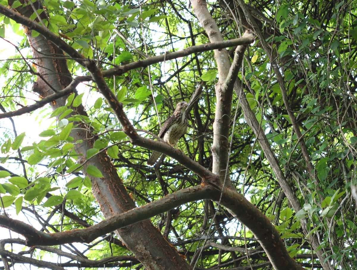 Broad-winged Hawk - ML644814808