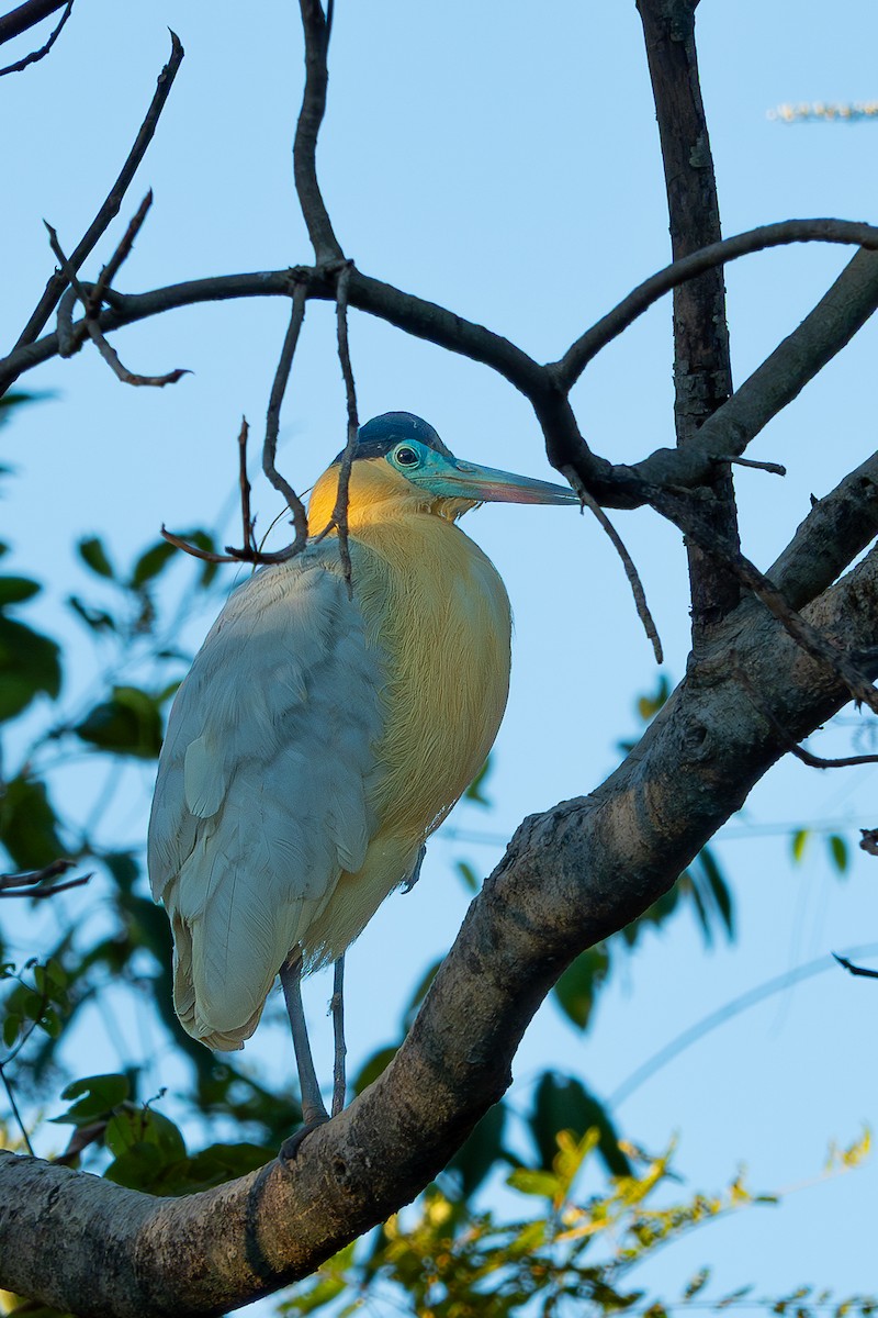 volavka černohlavá - ML644814812