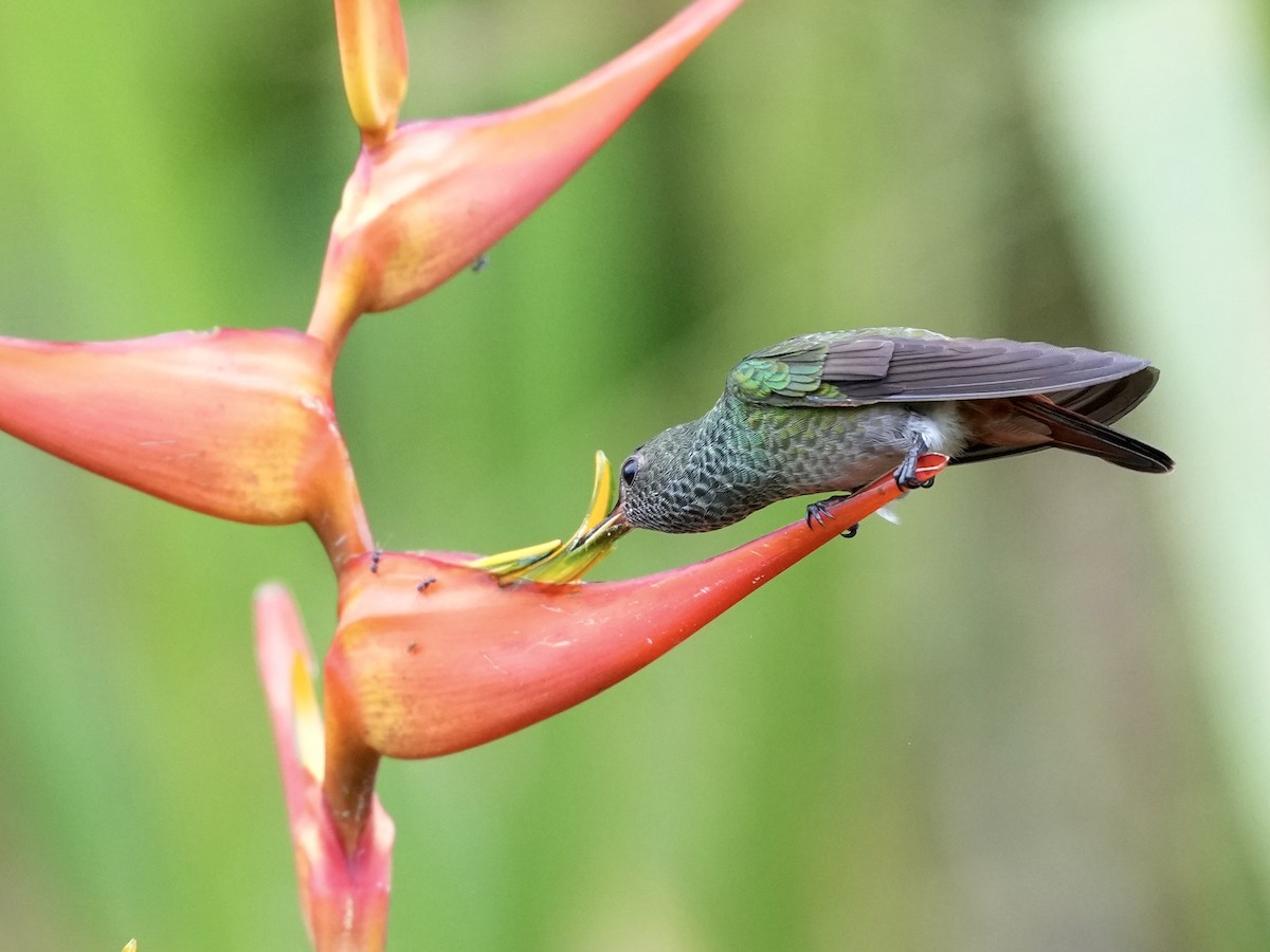 Rufous-tailed Hummingbird - ML644814816