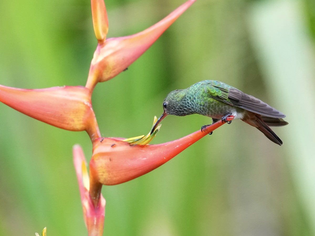 Rufous-tailed Hummingbird - ML644814817