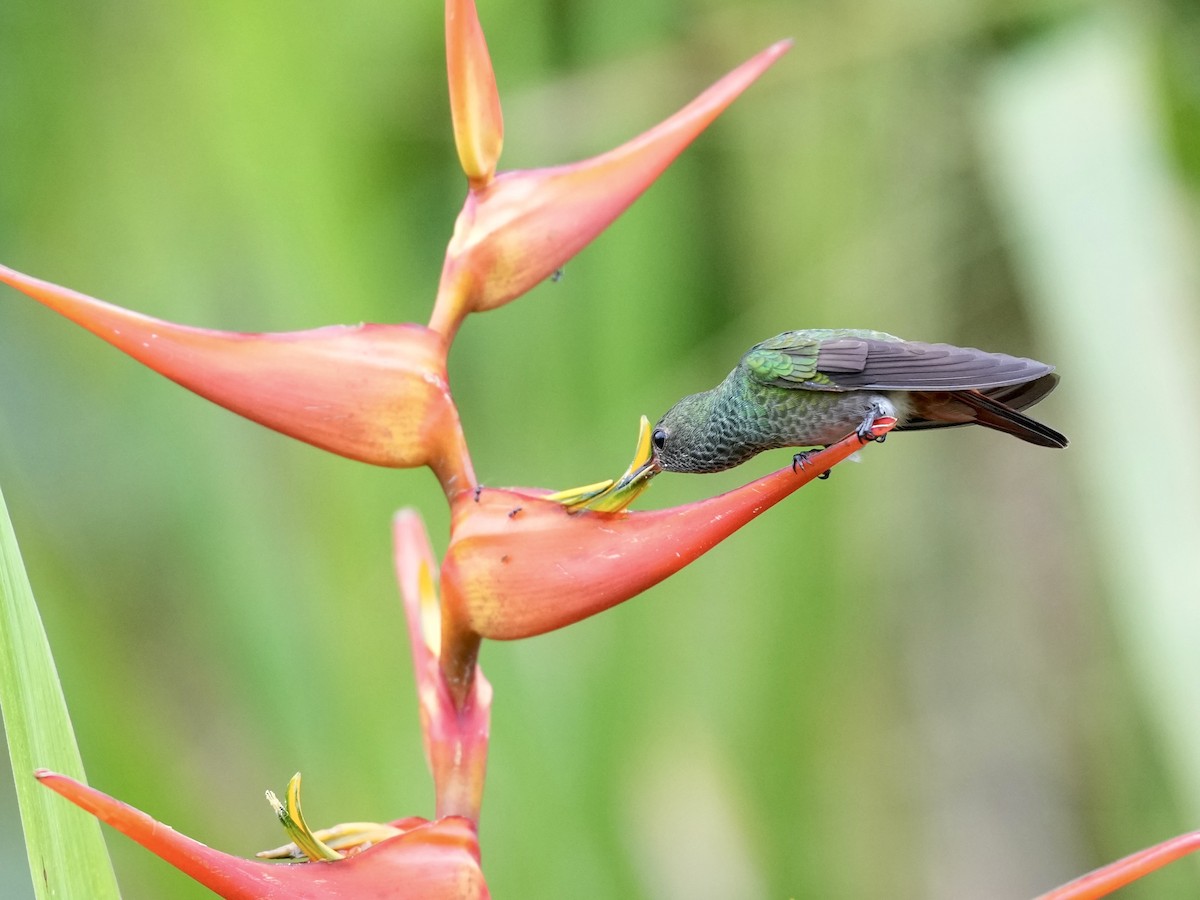 Rufous-tailed Hummingbird - ML644814818