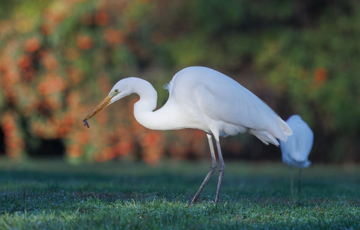 Koartza zuria - ML644814820