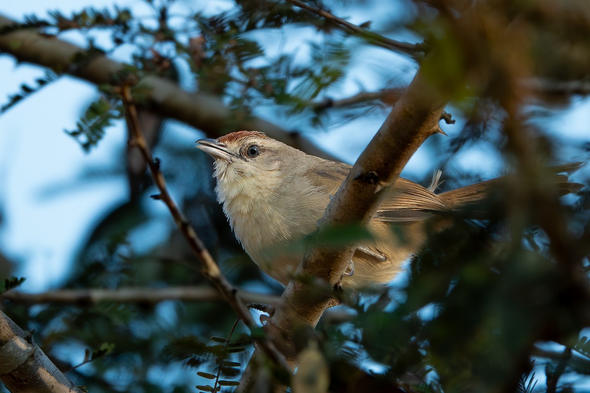 Rufous-fronted Thornbird (Rufous-fronted) - ML644814822