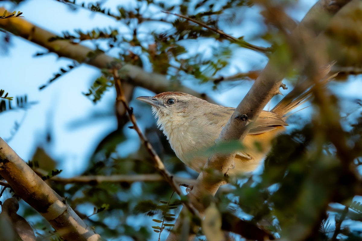 Rufous-fronted Thornbird (Rufous-fronted) - ML644814823