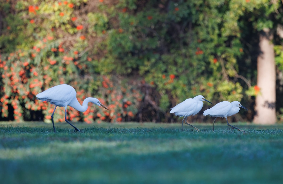 Koartza zuria - ML644814824