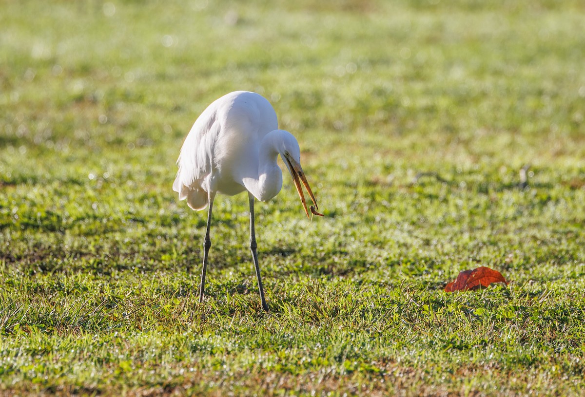 Koartza zuria - ML644814836