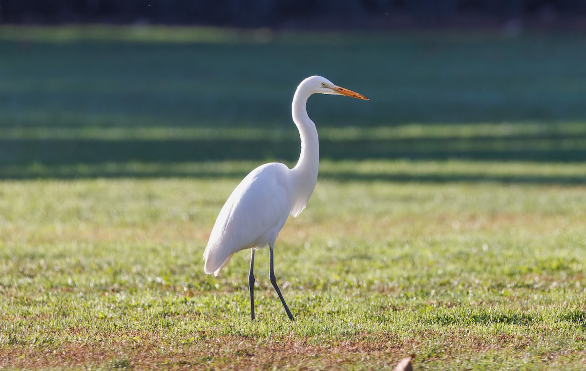 Koartza zuria - ML644814838