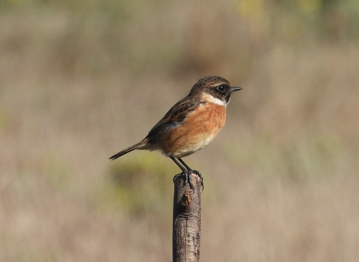 European Stonechat - ML644814842