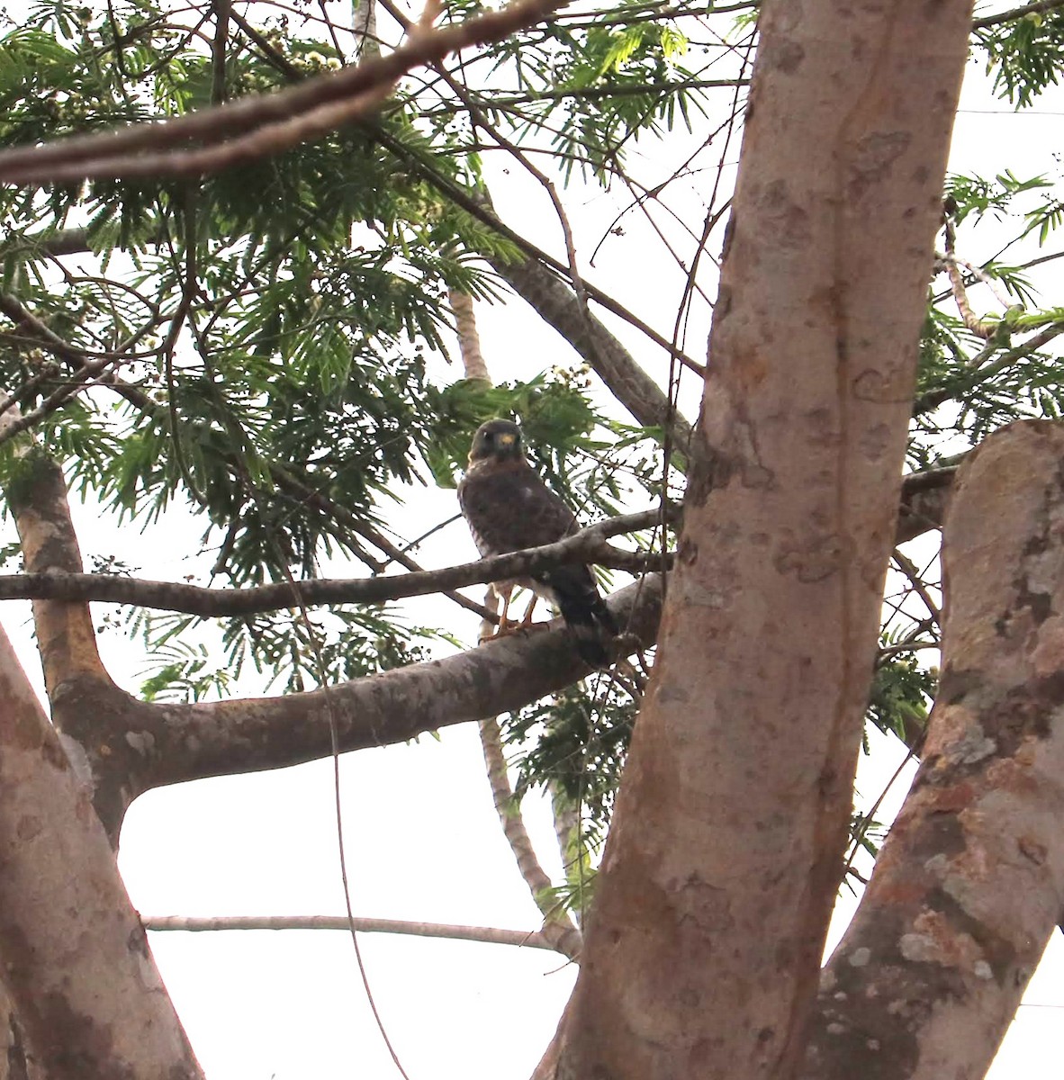 káně krahujová - ML644814860