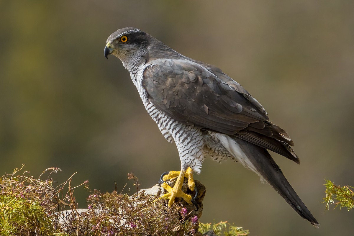 Eurasian Goshawk - ML644814864