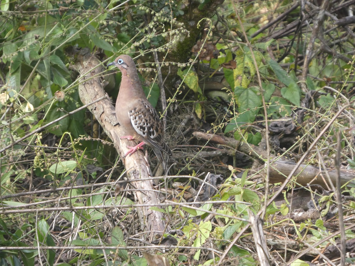 Galapagos Dove - ML644814869